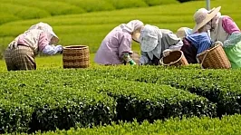 Doğu Karadeniz Topraklarında Çay Tarımının Tarihi ve Ekonomik Dönüşüm Yolculuğu