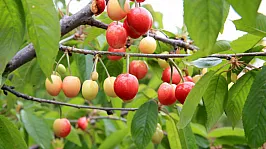 Manisa'da Kiraz Altınla Yarışıyor!