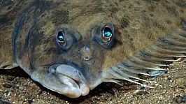 Okyanus Tabanının Gizemli Sakini Dil Balığının Sıra Dışı Anatomik Dönüşümü