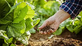 Tarımda Pestisit Bağımlılığına Uyarı: Çözüm Kimyasal Değil, Biyolojik Mücadele!