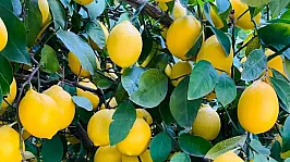 Türk Limonu Dünya Pazarında Rekor Gelire Ulaştı
