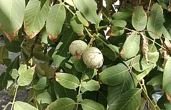 Babasının Su Verilmez Denen Ağaçlarına Baktı, Şimdi Tonlarca Ürün Topluyor