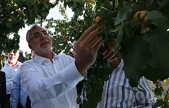 Bakan Işıkhan Malatya'da Kayısı Hasadında Tarım İşçileri ile Buluştu