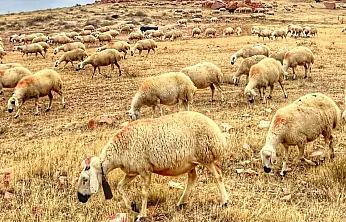 Bakanlıktan Yerli Hayvan Irklarına 2,7 Milyar TL Destek