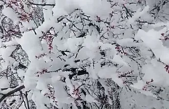 Darende'de 20 Santim Kar! Kayısı Dalında Donma Tehlikesiyle Burun Buruna