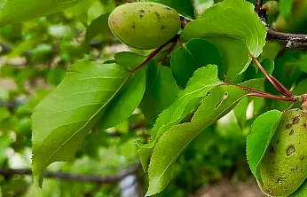 Darende'de Dolu Yağışı Sonrası Kayısı Bahçeleri Zarar Gördü