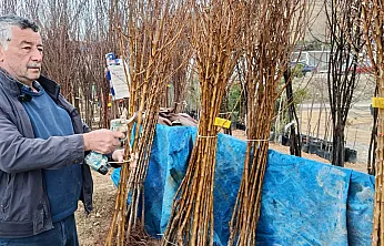 Darende'de Fidan Mesaisi Başladı: Çamura Rağmen Kayısıdan Vazgeçmiyorlar