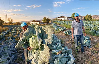 Darende'nin Gökyar Lahanası Tezgâhlarda Yerini Aldı!