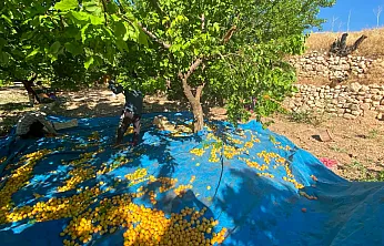 Darende'nin Yüksek Kesimlerinde Kayısı Hasadı Başladı