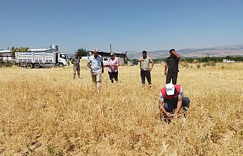 Devlet Desteği Sonuç Verdi! Malatya'da 500 Tonluk Rekolte Bekleniyor