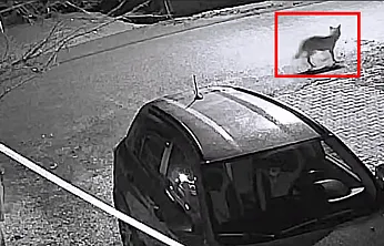 Doğanşehir'de Beklenmedik Misafir: Aç Kalan Kurt Mahalleye İndi!