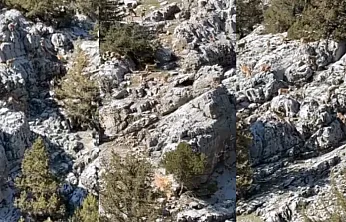 Doğanşehir'de Sarp Kayalıklarda Yaban Keçisi Sürüsü!