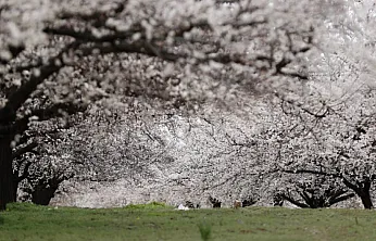 Dünya Kayısı Başkenti Malatya'da Görsel Şölen: Bahçeler Beyaza Büründü!