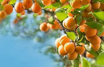 Dünya Kayısı Başkenti Malatya'da Şaşırtan Tablo!