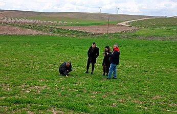 Hasatta Verim Kaybına Geçit Yok: Teknik Ekipler Boyaca'da Çiftçilerle Buluştu!