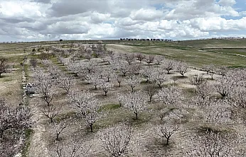 Hekimhan'da 1850 Rakımda Kayısı Çiçekleri Açtı, Bahçeler Renklendi