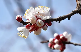 Kale'de Kayısı Ağaçları Mevsime Meydan Okuyor: Çiftçiyi Tedirgin Eden Görüntü!