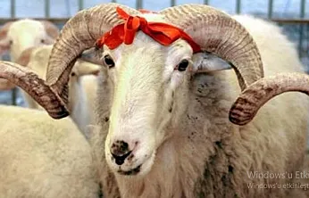Kamu Çalışanlarına Müjde! Kurban Bayramı Tatili Açıklandı