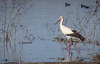 Karakaya Barajı'nda Bahar Mesaisi: Göç Yolundaki Leylekler Yuvalarına Döndü!
