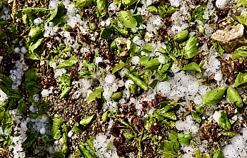 Kayısı  Ağaçlarını Dolu Vurdu! Darende'de Hasar Büyük