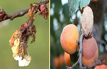 Kayısı Bahçelerinde Gizli Tehdit: Monilya İki Yıl Ürün Aldırmayabilir