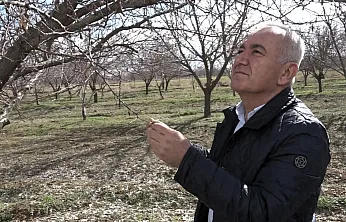 Kayısı Üreticisine Kötü Haber: Rekolte Beklentisi Düştü!