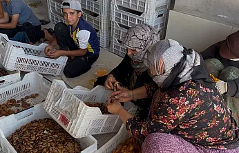 Kayısıda Tüccar Oyunu! Fiyatlar Dibi Gördü