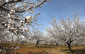 Kayısının Başkenti Malatya'da Doğa Her Mevsim Yeniden Canlanıyor!