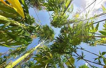 Kenevir Yönetmeliği Değişti, Malatya Listede Öne Çıktı