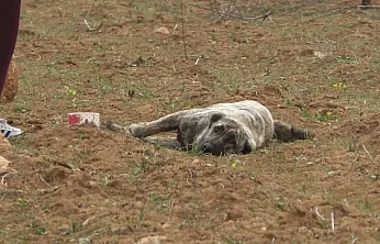 Kuşdoğan'da Kan Donduran İddialar: Zehirlenen ve Vurulan Hayvanlar!