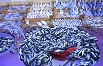 Balık Pazarı'nda Sürpriz Tercih: Favori Belli Oldu