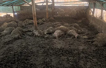 Malatya Arguvan'da Kurt Dehşeti! Bir Gecede 40 Koyun Telef Oldu