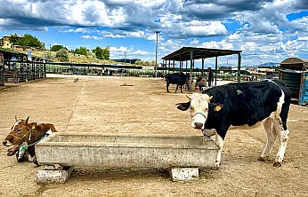 Malatya Canlı Hayvan Pazarı'nda Bayram Dengesi!