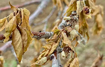 Malatya Çiftçilerine Kritik Uyarı! Zirai Dona Karşı Nasıl Tedbirler Alınmalı?