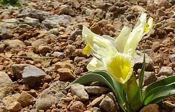 Malatya'da 1600 Rakımda Görsel Şölen! Nesli Tehlikedeki Endemik Bitki Çiçek Açtı