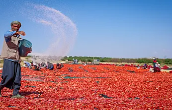 Malatya'da 350 Dekarlık Tarlada Hasat Edilen Domatesler Kurutuluyor!