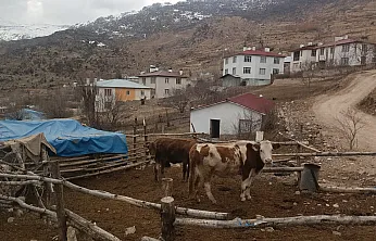 Malatya'da Ahır Krizi! Proje Eksikliği Üretimi Bitirdi