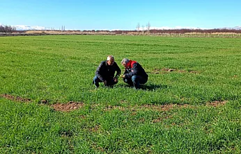 Malatya'da Altın Sarısı Başaklar Mercek Altında: Buğday Tarlalarında Hastalık Nöbeti!