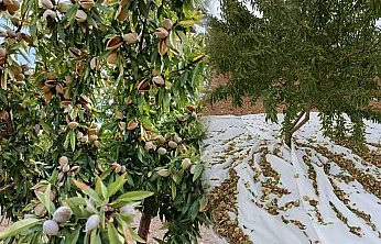 Malatya'da Badem Üretimi Büyüyor! Tek Sorun Pazar Bulmak