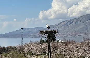 Malatya'da Bahar Görseli: Leylekler Kayısı Çiçekleri Arasında Yuvalarına Döndü!