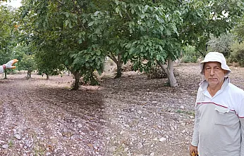 Malatya'da Bahçelerden Ceviz Çıkıyor! Hasat Zamanı Geldi