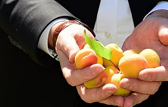 Malatya'da Bahçelere Girildi! Geçen Yıl Tek Bir Tane Bile Yoktu, Bugün  Hasat Başladı