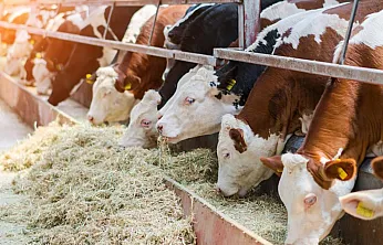 Malatya'da Dana, Düve ve Kesim Ücretleri Açıklandı!