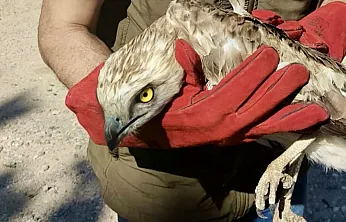 Malatya'da Doğa Alarmı! Yaralı Kartal Koruma Altına Alındı