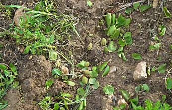 Malatya'da Dolu Bilançosu Ağır! Üreticiler Destek Bekliyor