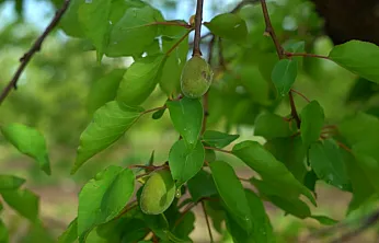Malatya'da Dolu Kabusu! 7 İlçede Kayısı Zarar Gördü