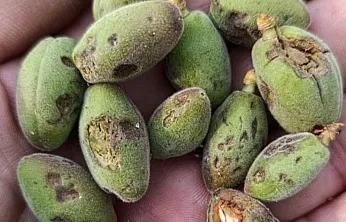 Malatya'da Dolu Tarım Arazilerini Vurdu! Vali Yavuz'dan Hasar Tespiti Talimatı