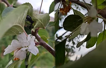 Malatya'da Elma Ağaçları Baharı Beklemedi! Ağustos Ayında Çiçek Açtılar