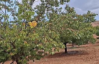 Malatya'da Eylül Sürprizi! Dalında Taze Kayısı Görenler Gözlerine İnanamadı