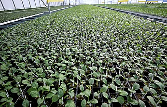 Malatya'da Fide Dağıtımı İçin Başvuru Tarihleri Netleşti!